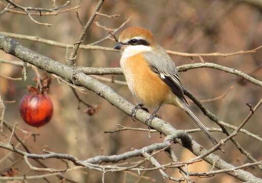 Image of Bull-headed Shrike