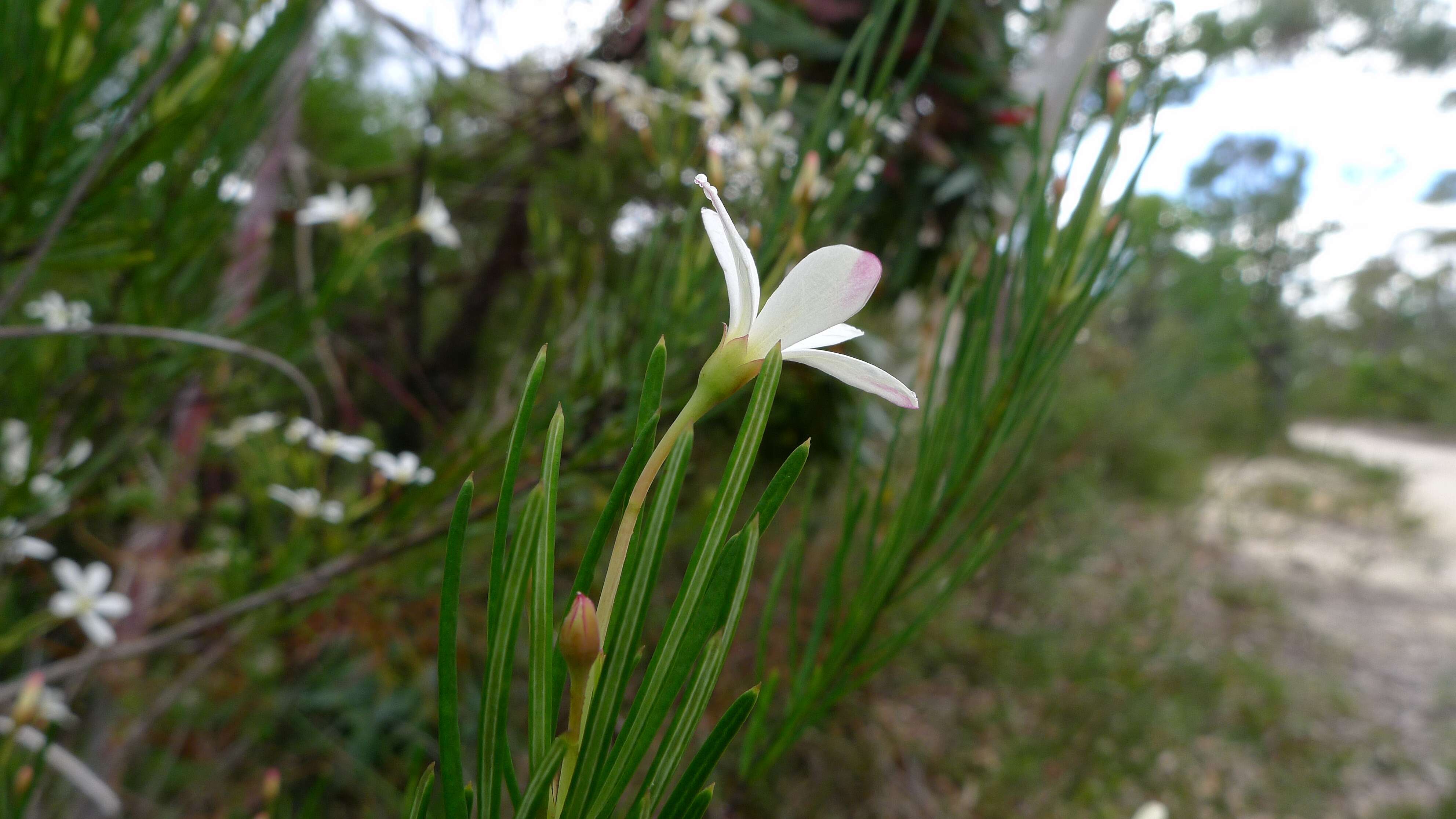 Image of Ricinocarpos pinifolius Desf.