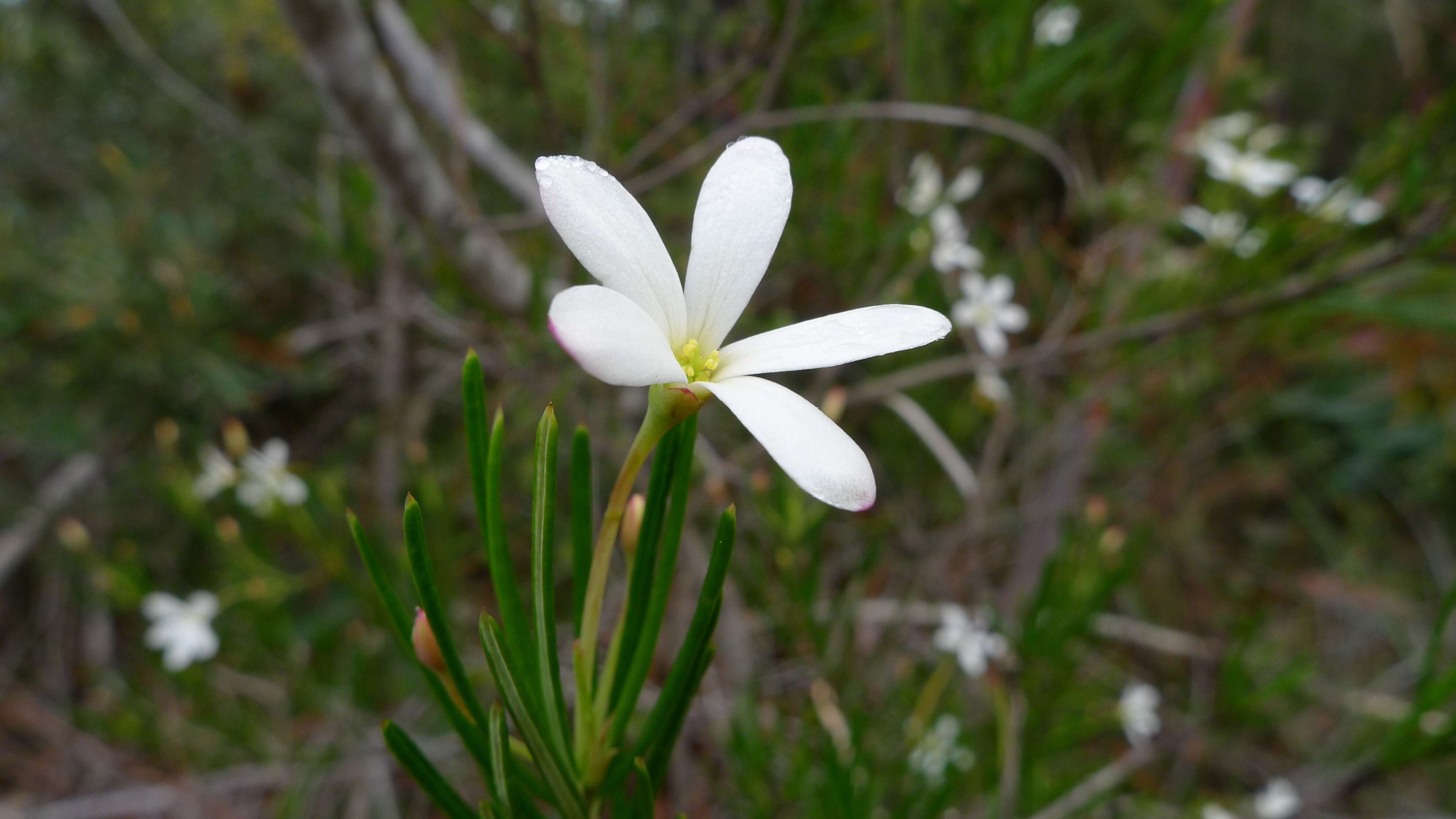 Image of Ricinocarpos pinifolius Desf.