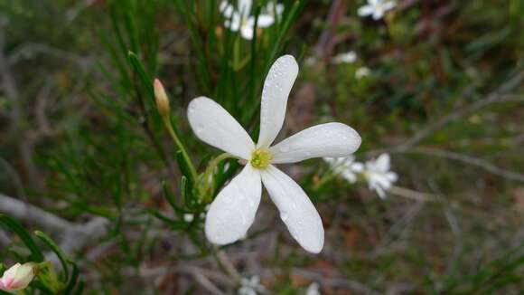 Image of Ricinocarpos pinifolius Desf.