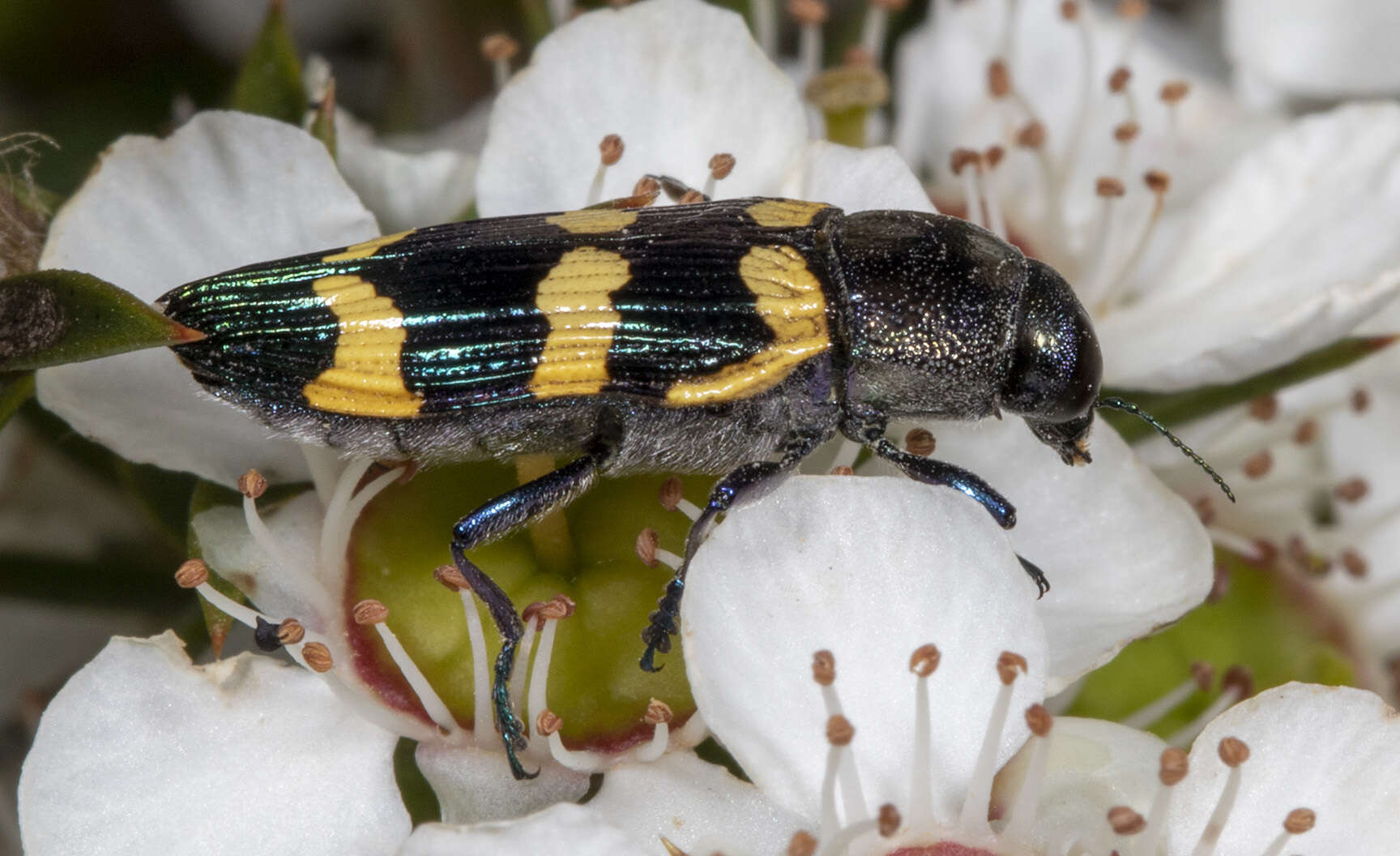 Image of Castiarina rectifasciata (Saunders 1868)