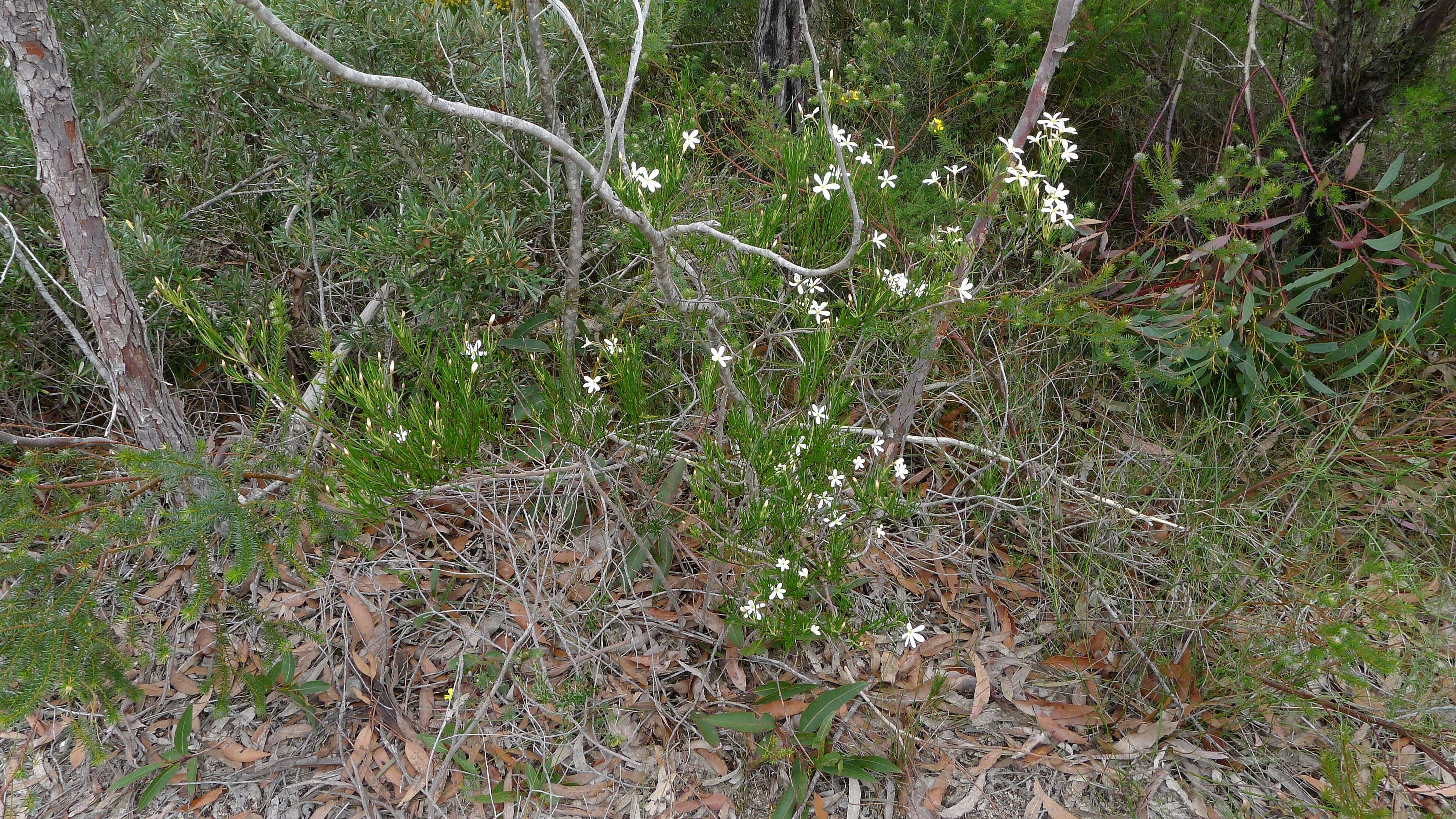 Image of Ricinocarpos pinifolius Desf.