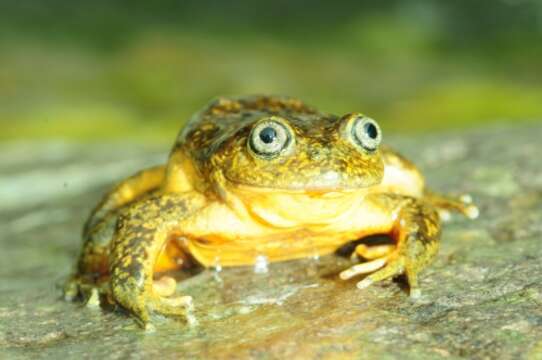 Image of Yellow-bellied Water Frog