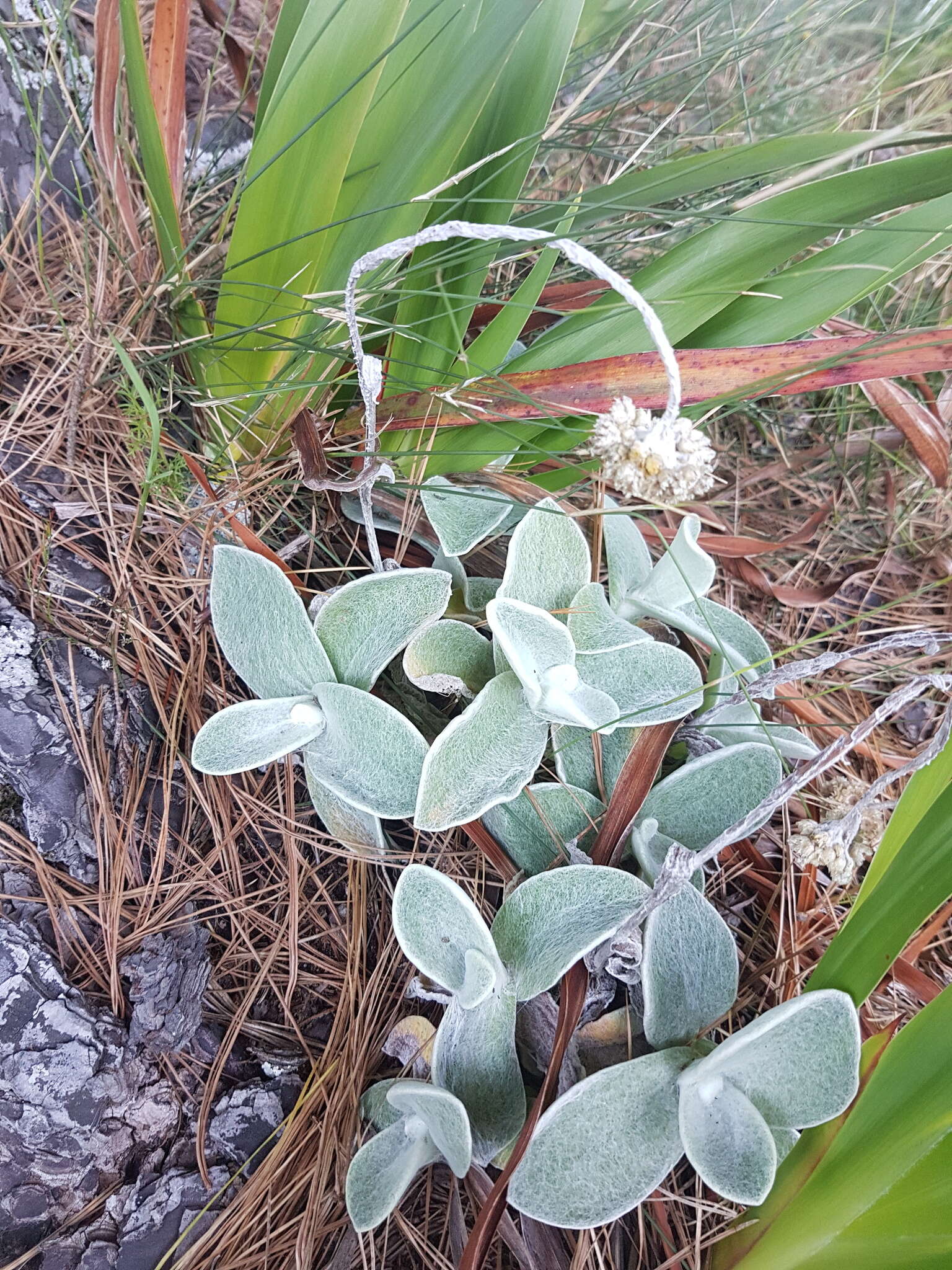 Слика од Helichrysum grandiflorum (L.) D. Don