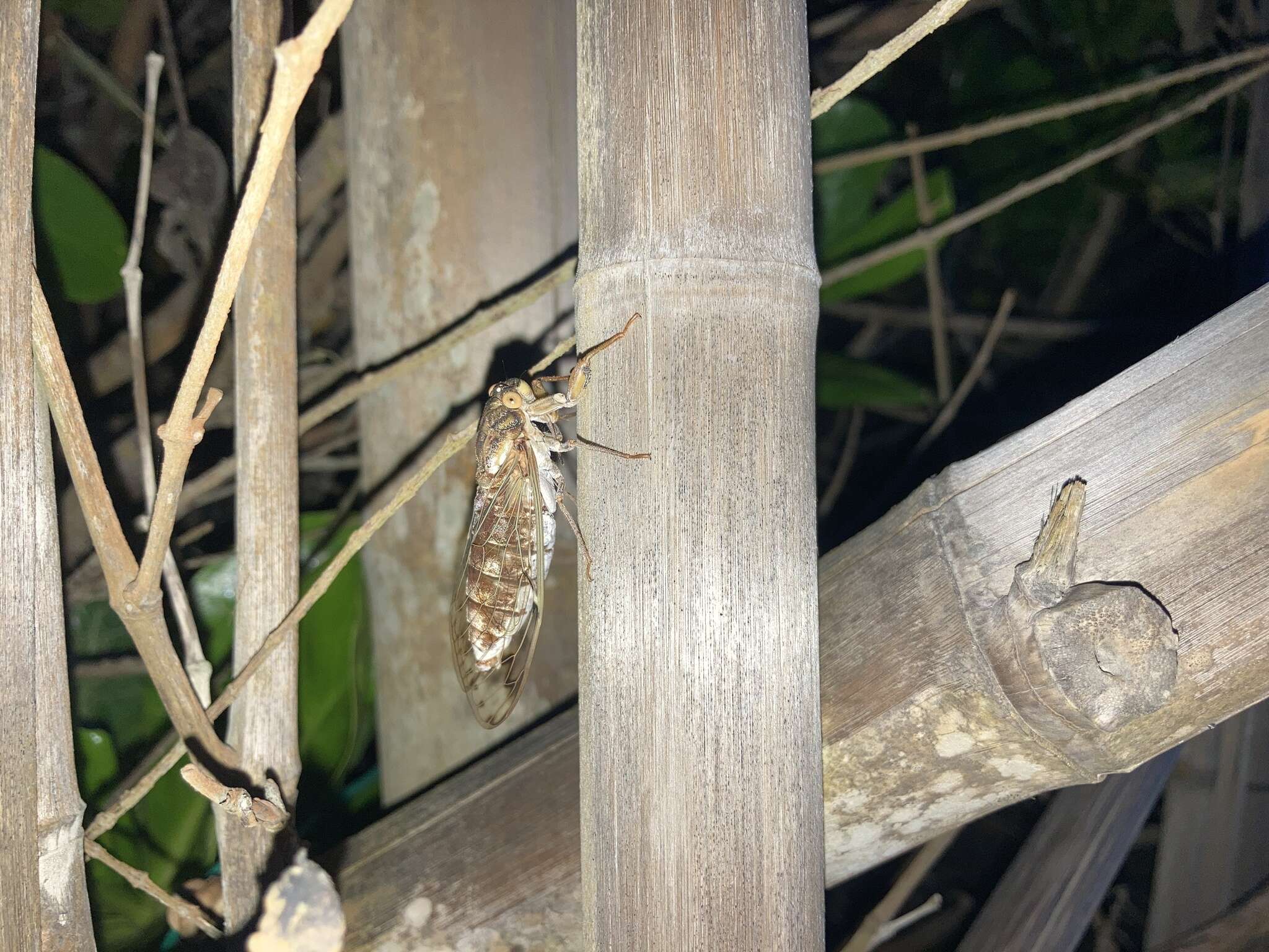 Imagem de Taiwanosemia hoppoensis (Matsumura 1907)