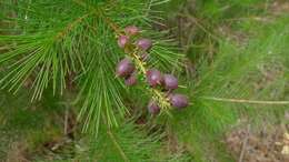 Image of Persoonia pinifolia R. Br.