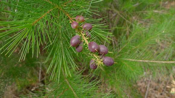 Image of Persoonia pinifolia R. Br.