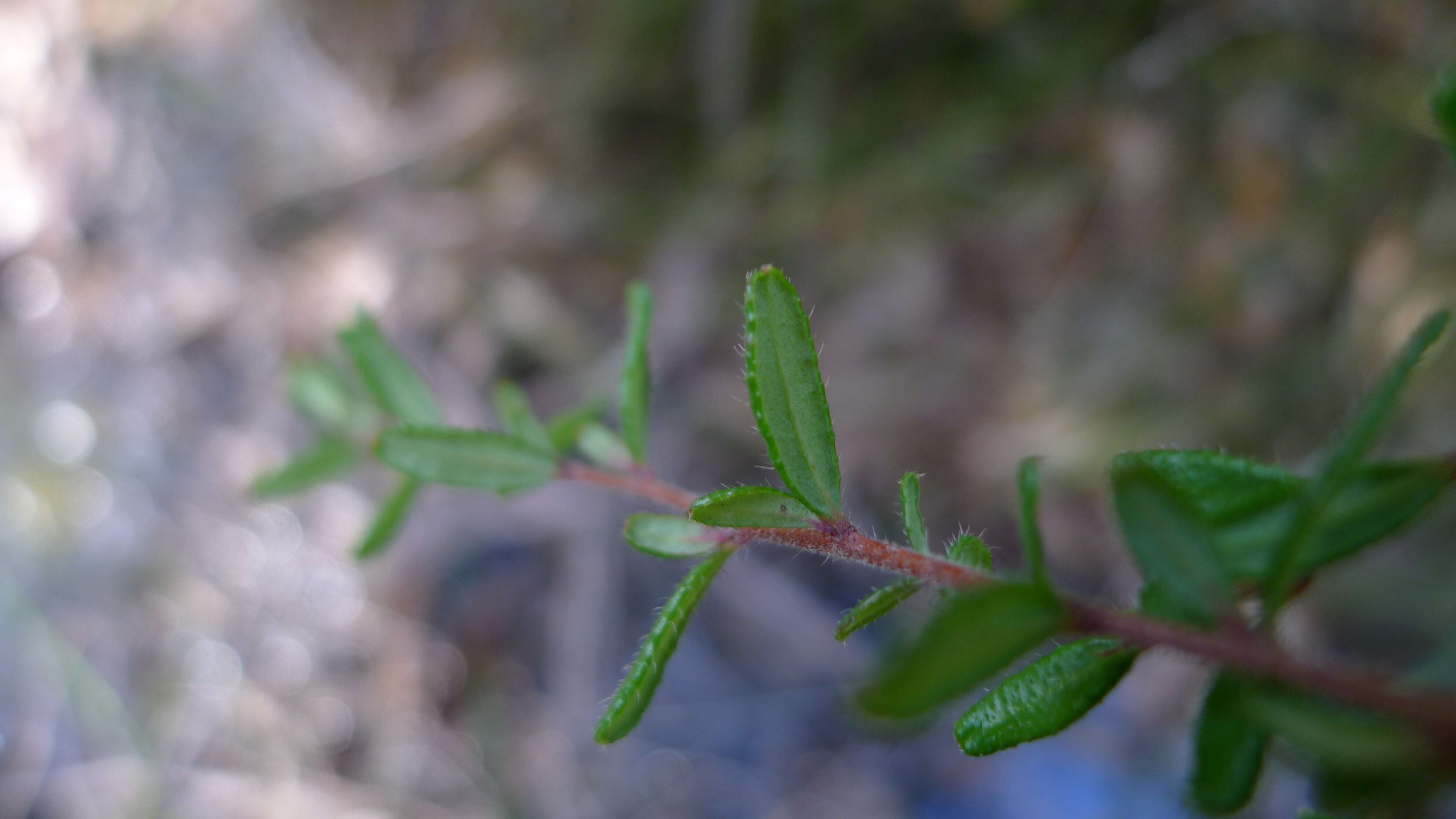 Image of Hibbertia empetrifolia (DC.) Hoogland