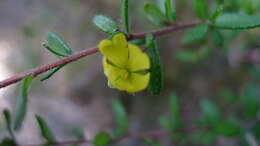 Image of Hibbertia empetrifolia (DC.) Hoogland