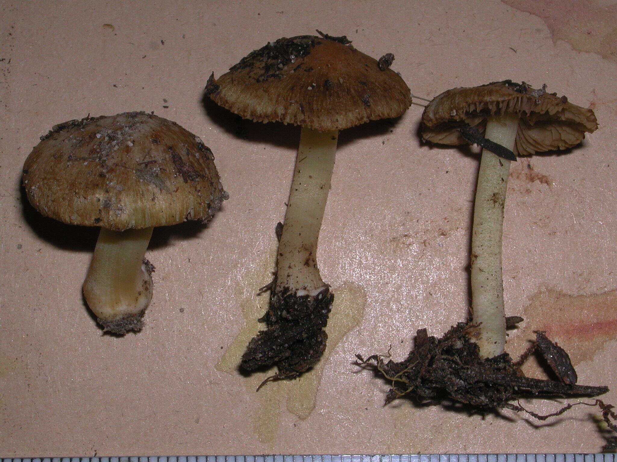 Image of Inocybe fulvilubrica Matheny, Bougher & G. M. Gates 2012