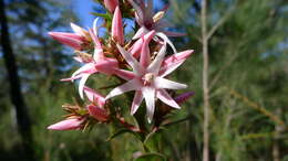 Image of Pink Swamp Heath