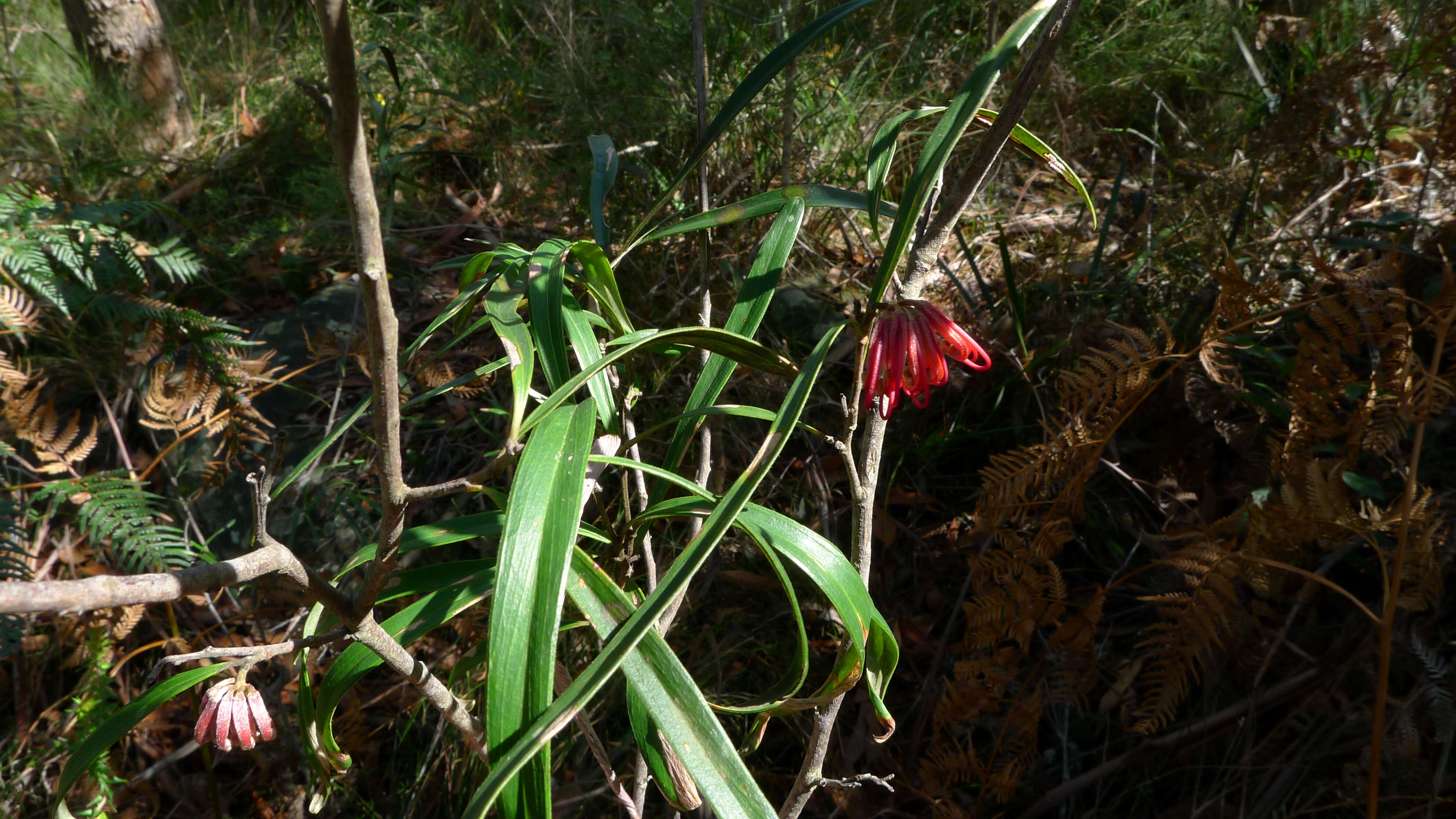 Imagem de Grevillea oleoides Sieber ex Schult.