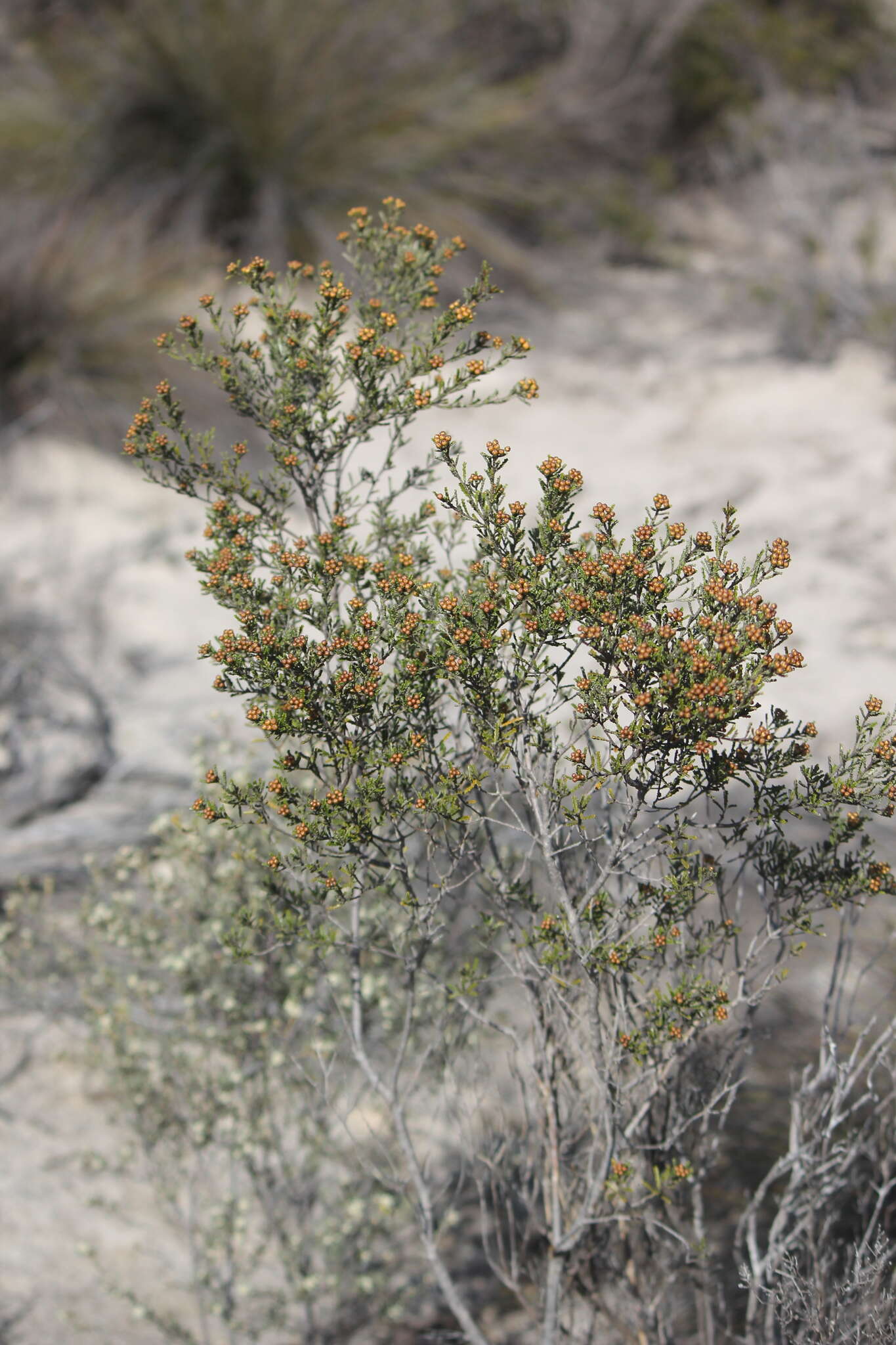 Image of Phebalium bullatum J. M. Black