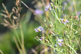 Image of Robyns' American-Aster