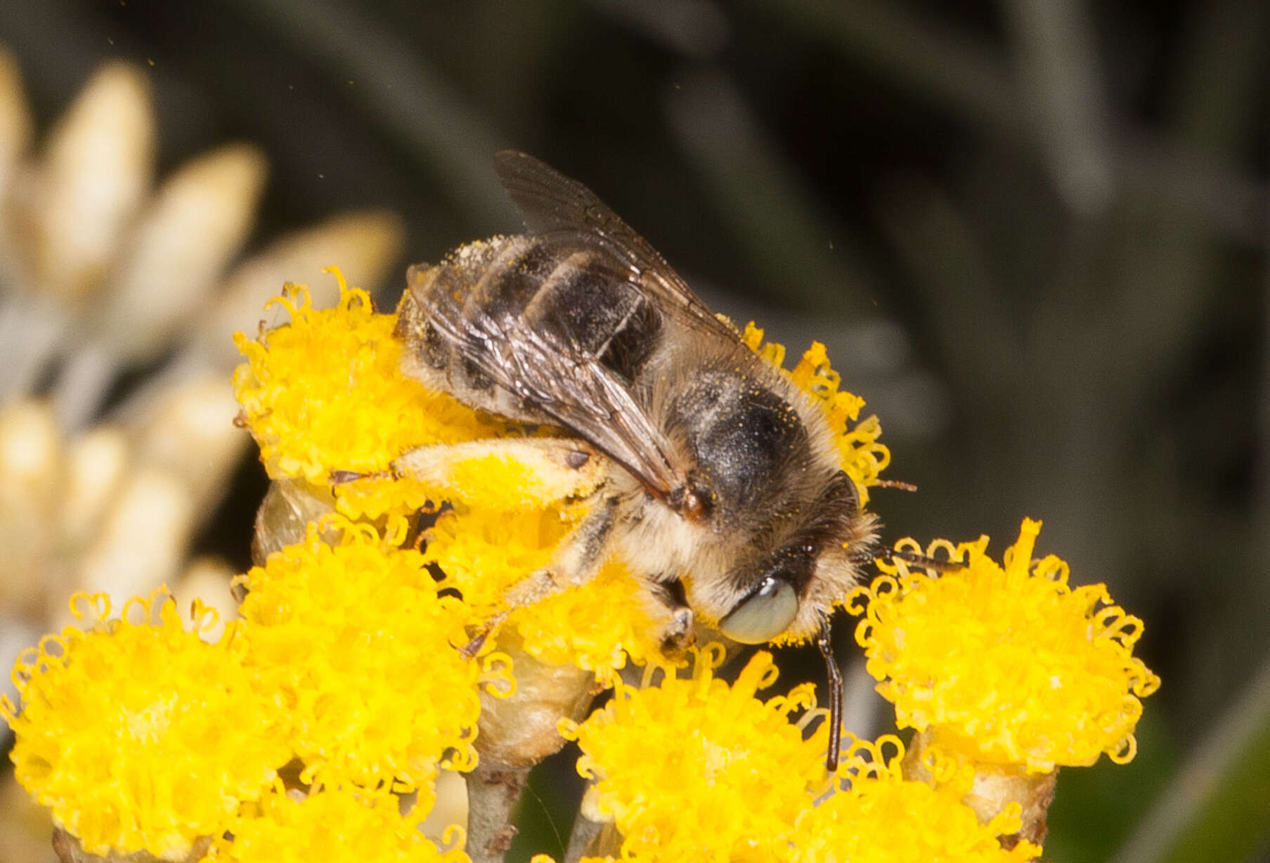 Image of Anthophora bimaculata (Panzer 1798)