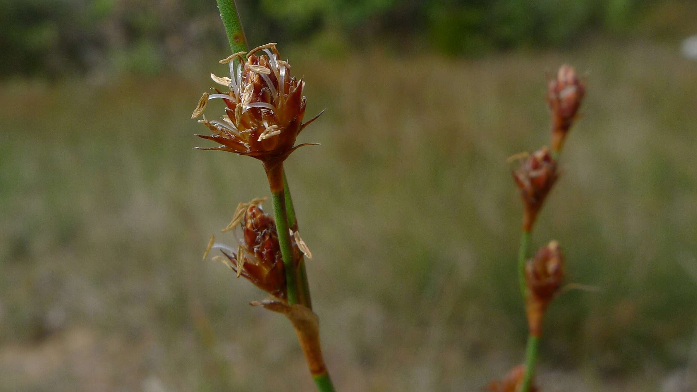 Imagem de Machaerina juncea (R. Br.) T. Koyama