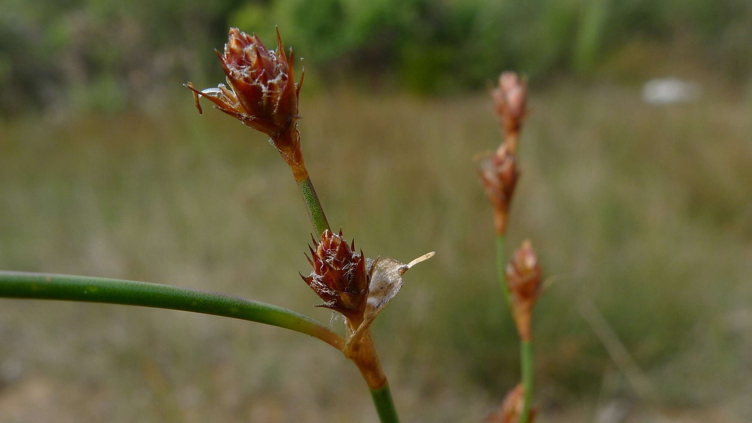 Imagem de Machaerina juncea (R. Br.) T. Koyama