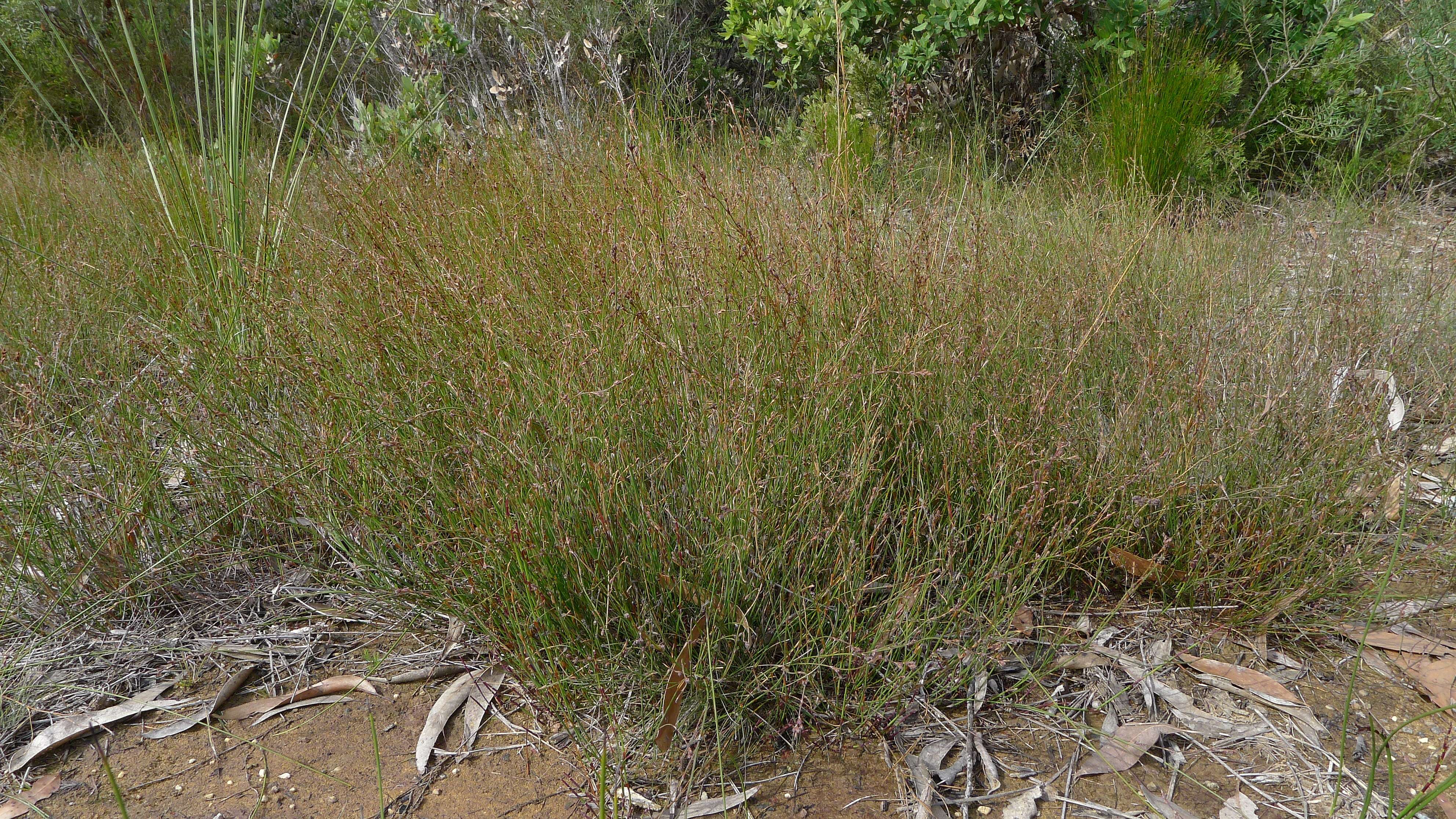 Imagem de Machaerina juncea (R. Br.) T. Koyama