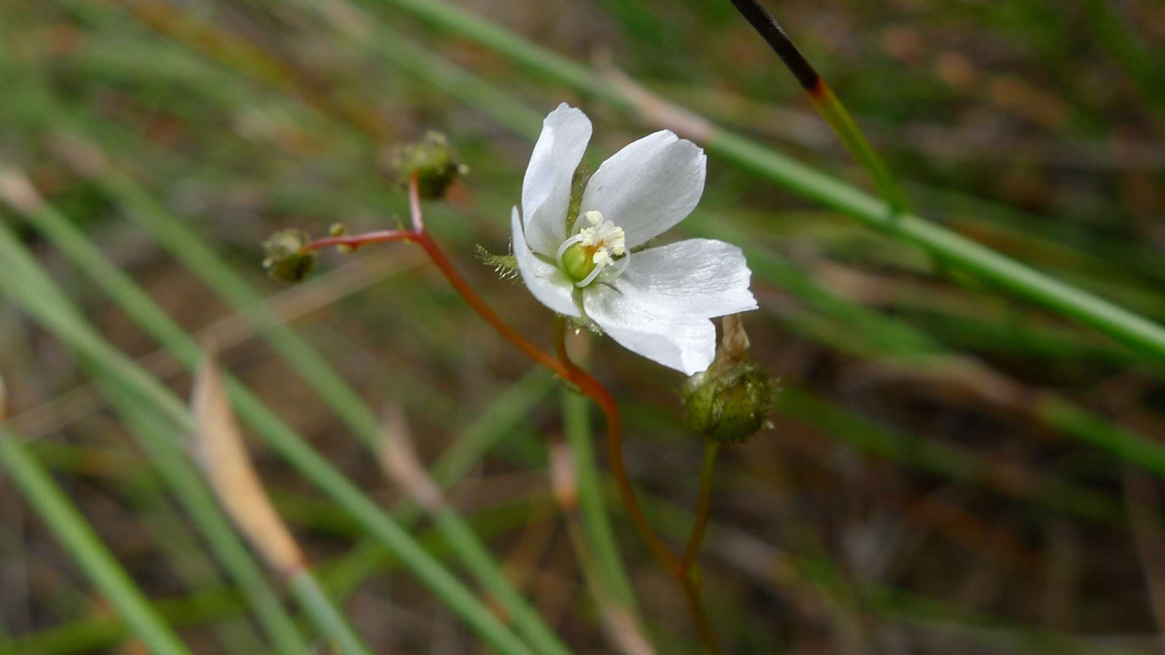 Image of Drosera peltata Thunb.