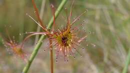 Image of Drosera peltata Thunb.