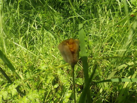 Image of Tulipa sylvestris subsp. sylvestris