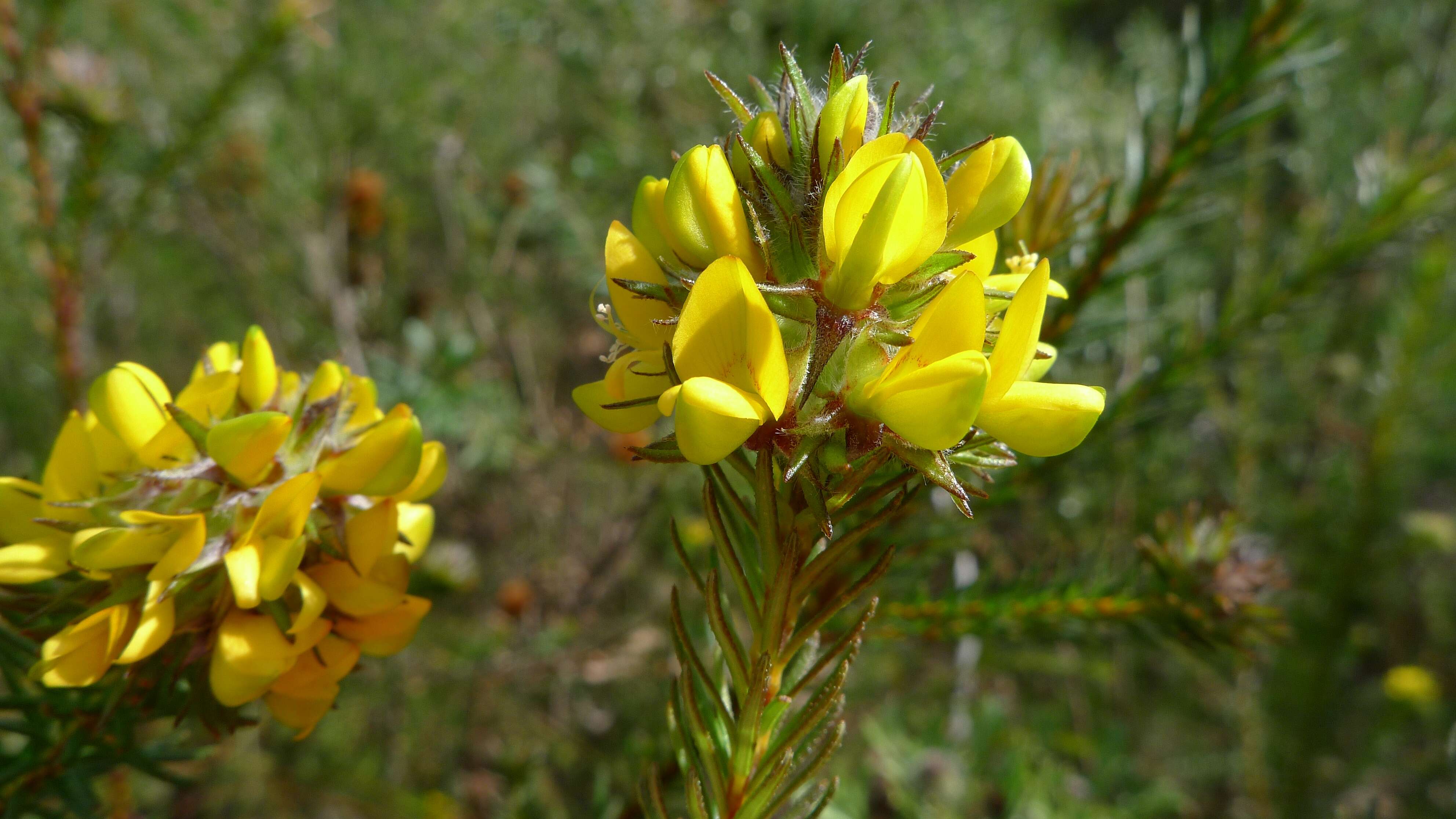 Image of Pultenaea stipularis Sm.