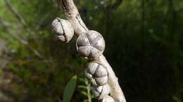 Image of Pink Tea Tree