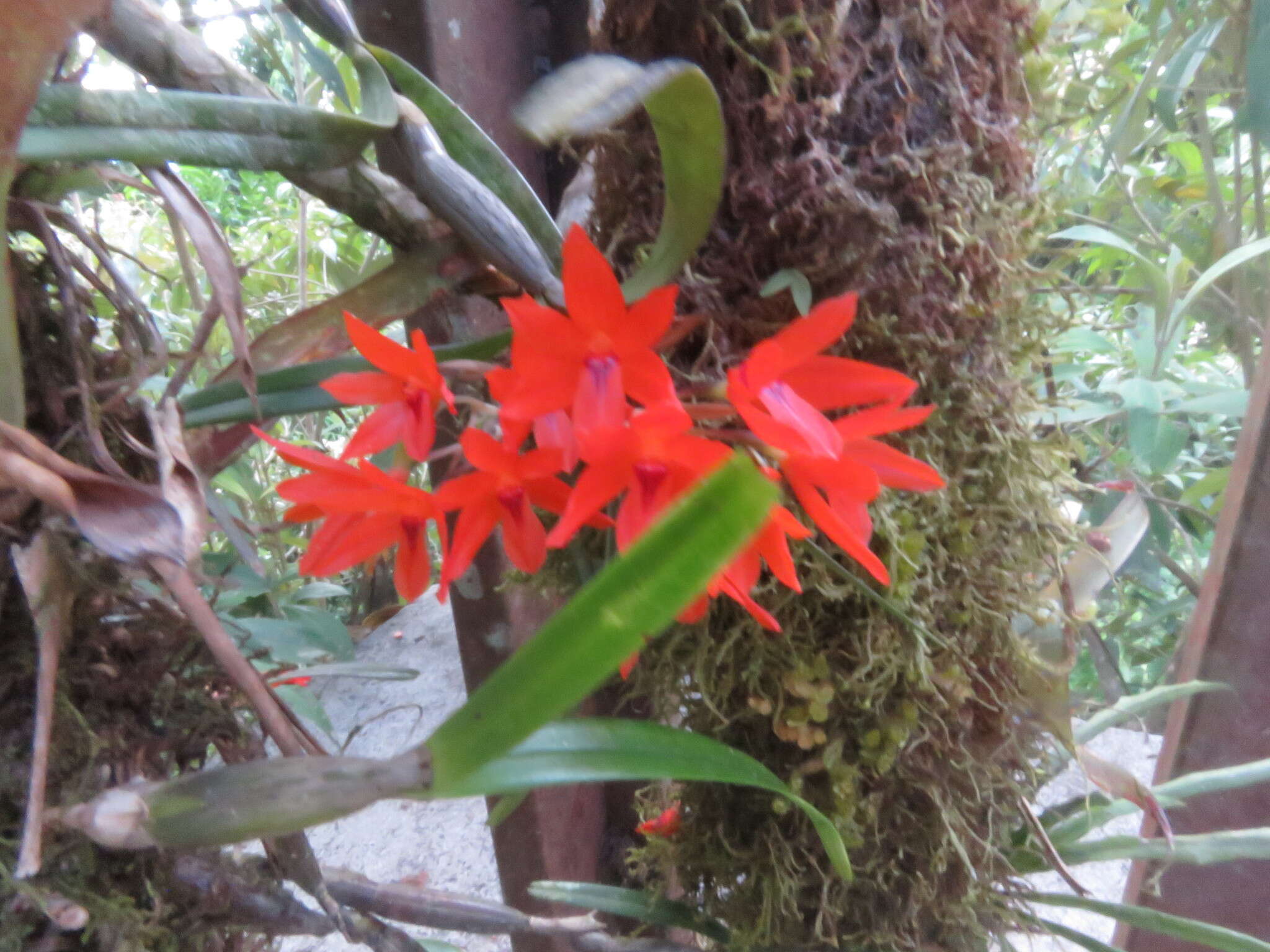 Plancia ëd Scaphyglottis bidentata (Lindl.) Dressler