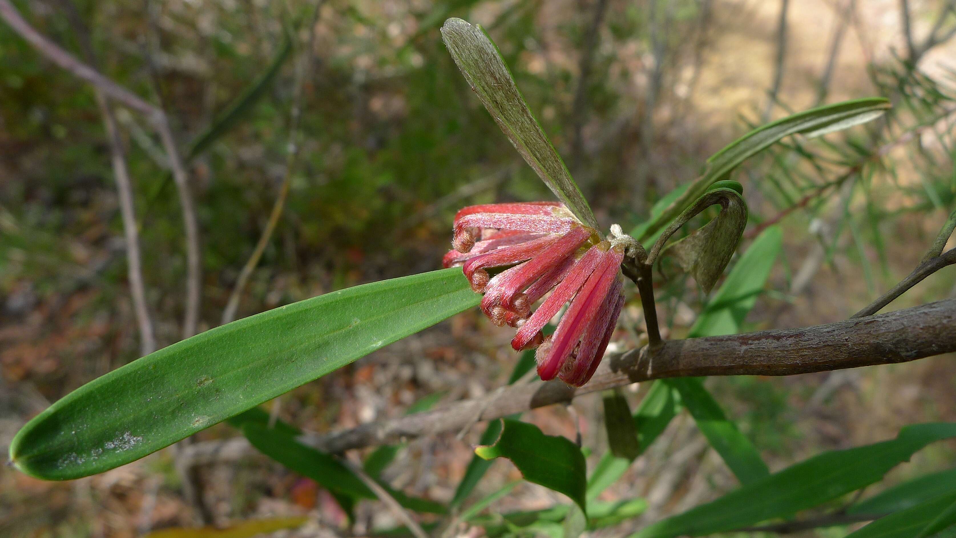 Imagem de Grevillea oleoides Sieber ex Schult.