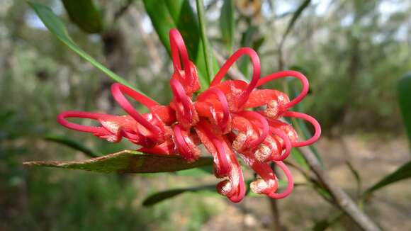 Image of Grevillea oleoides Sieber ex Schult.