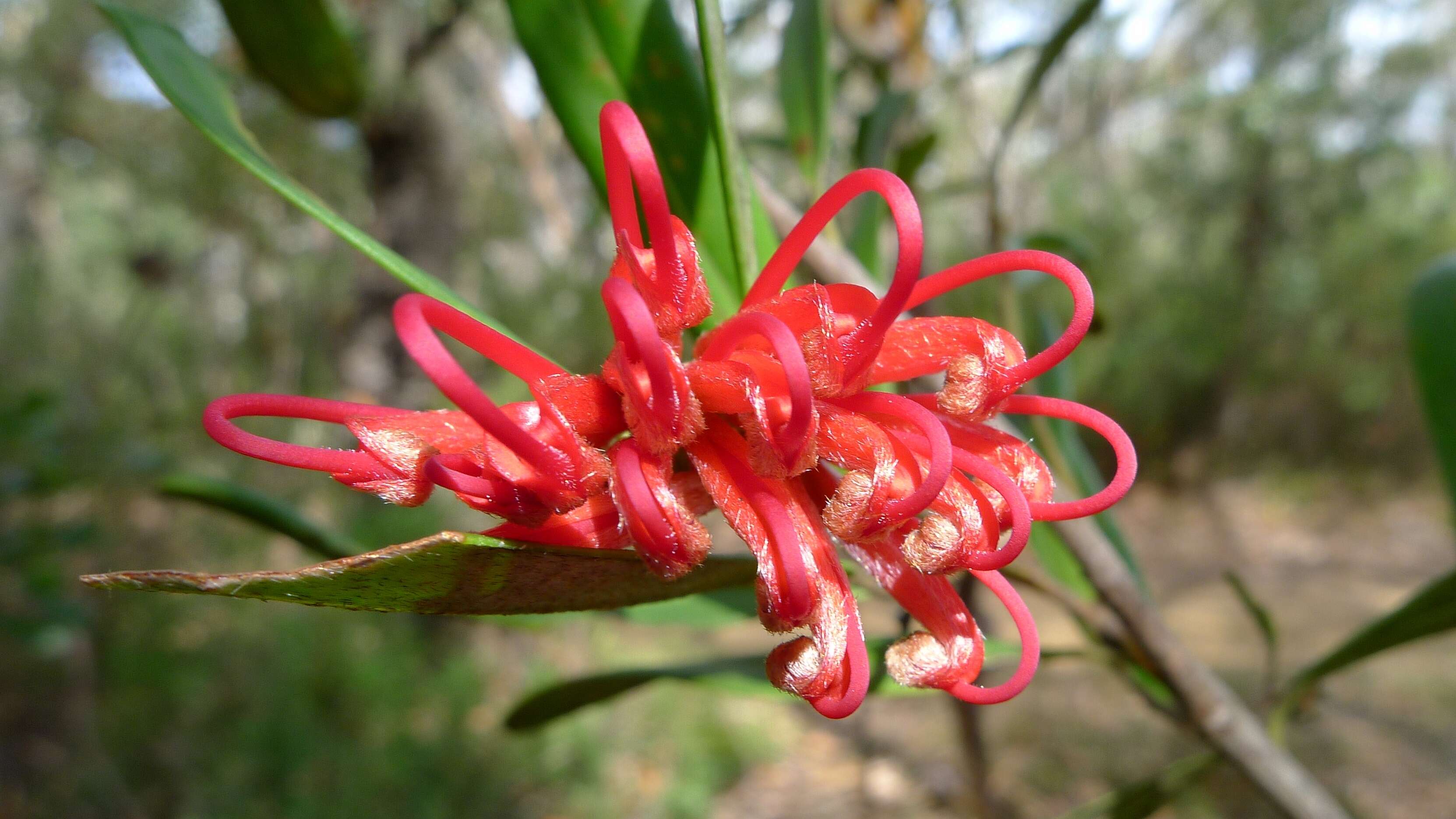 Imagem de Grevillea oleoides Sieber ex Schult.