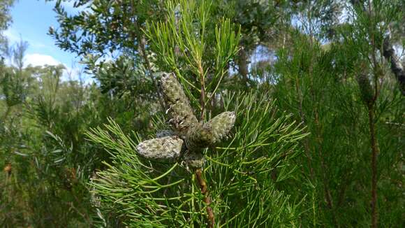 Image of Petrophile pulchella (Schrader & Wendl.) R. Br.