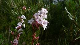 Sivun Epacris microphylla R. Br. kuva