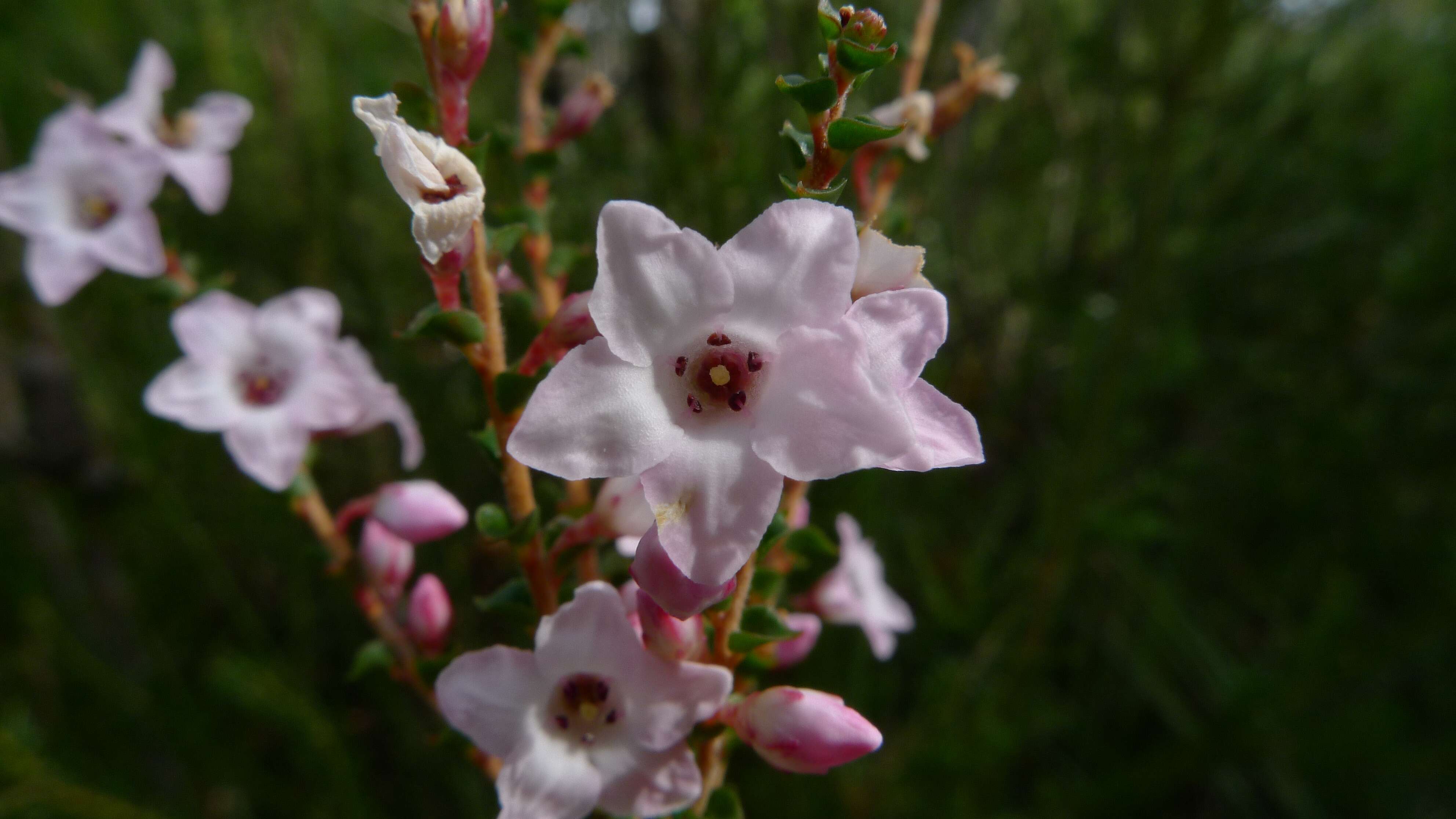 Sivun Epacris microphylla R. Br. kuva