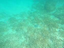 Image of Honeycomb Stingray