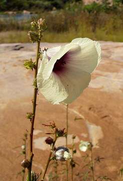 Imagem de Hibiscus cannabinus L.