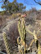 Image of Cylindropuntia californica var. rosarica (G. E. Linds.) Rebman