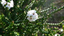 Sivun Epacris microphylla R. Br. kuva