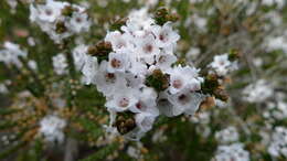 Sivun Epacris microphylla R. Br. kuva