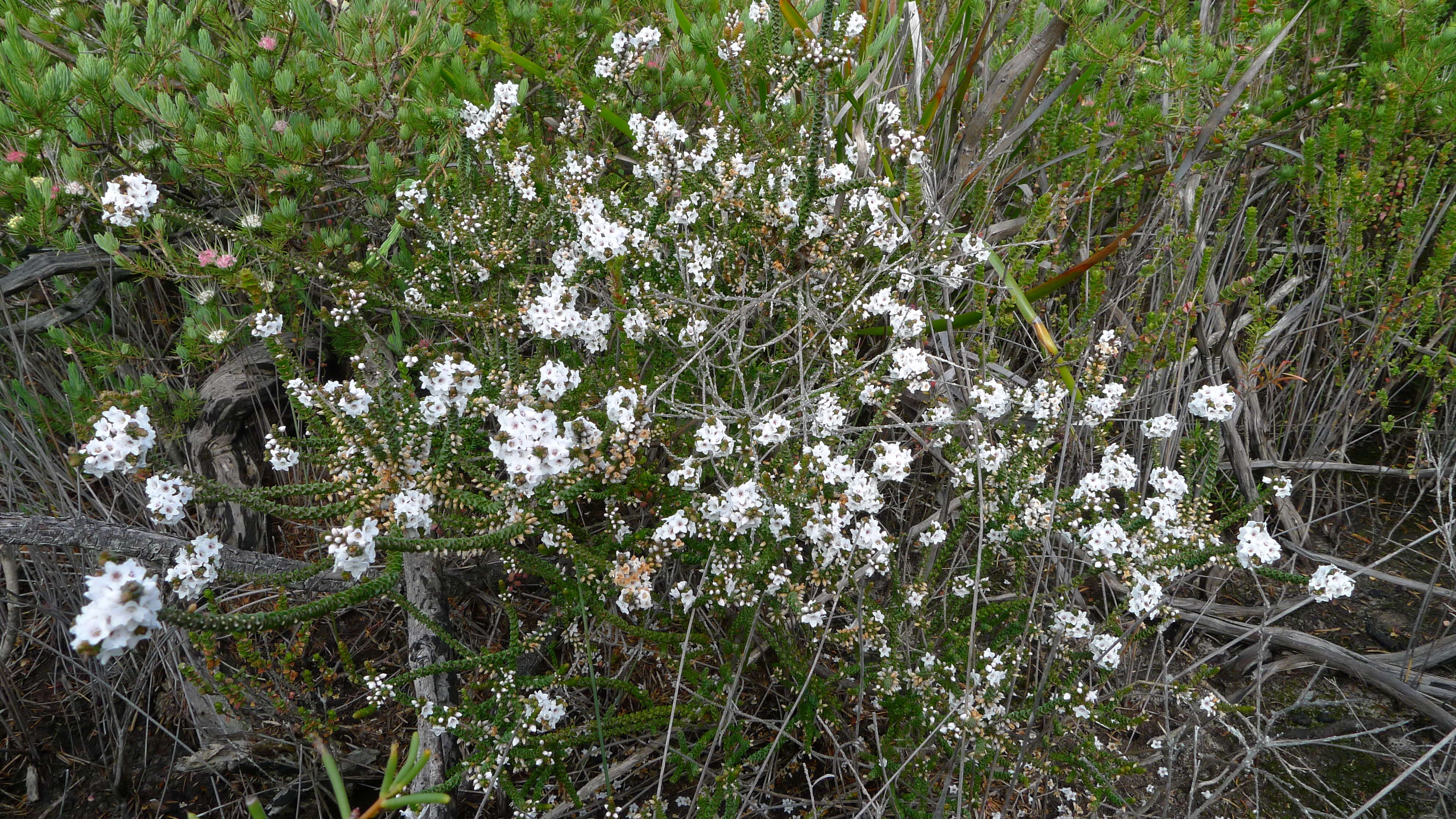 Sivun Epacris microphylla R. Br. kuva