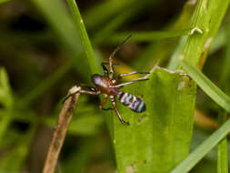 Image of Micaria formicaria (Sundevall 1831)