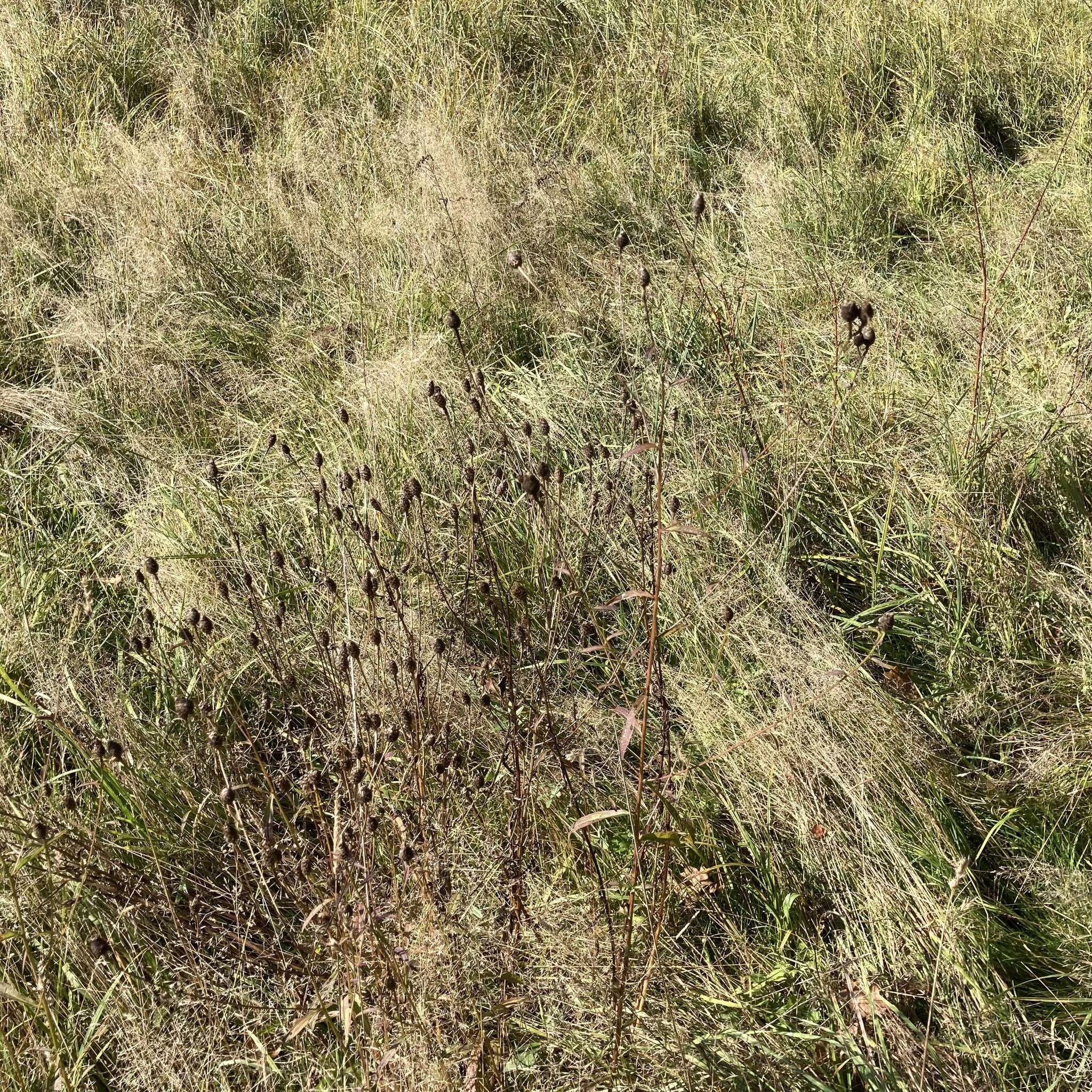 Image of Centaurea nemoralis Jord.