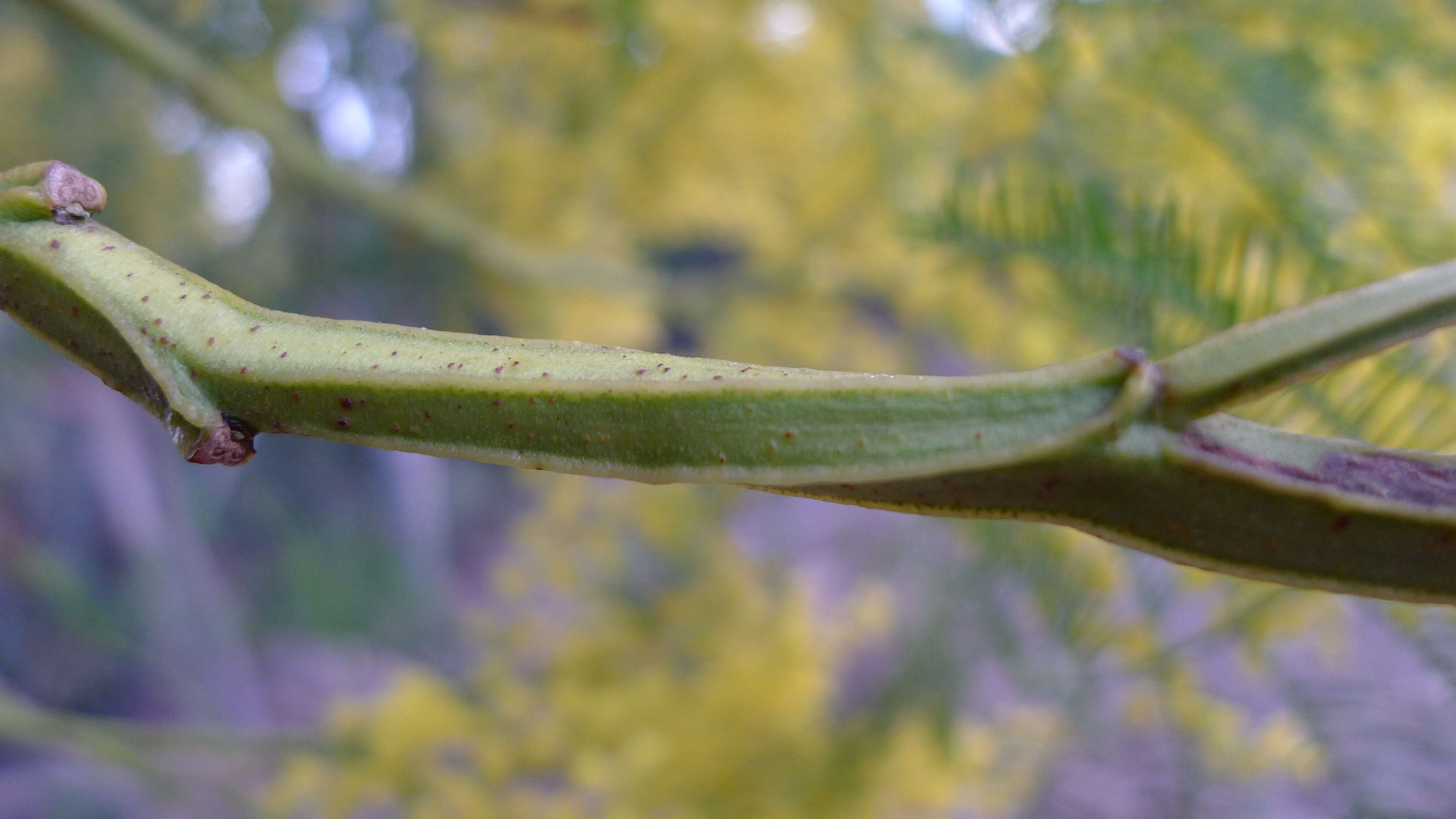 Plancia ëd Acacia decurrens Willd.