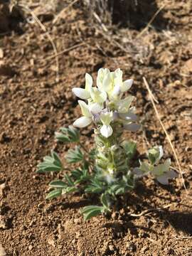 Image of jawleaf lupine