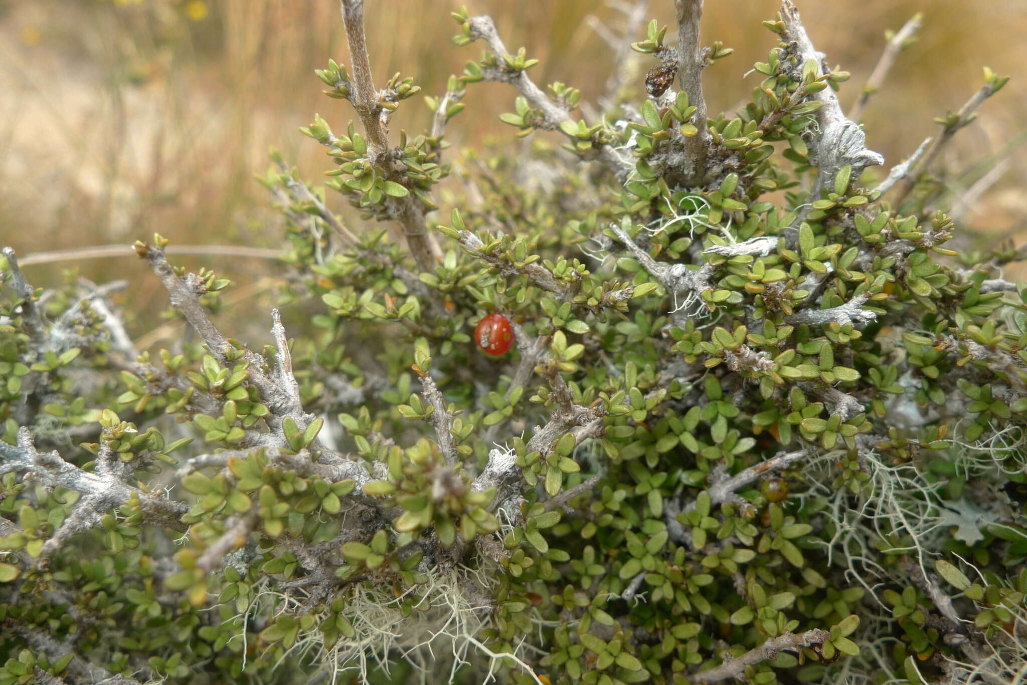 Image of Coprosma decurva Heads