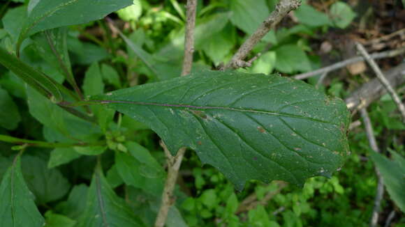 Image of ragleaf