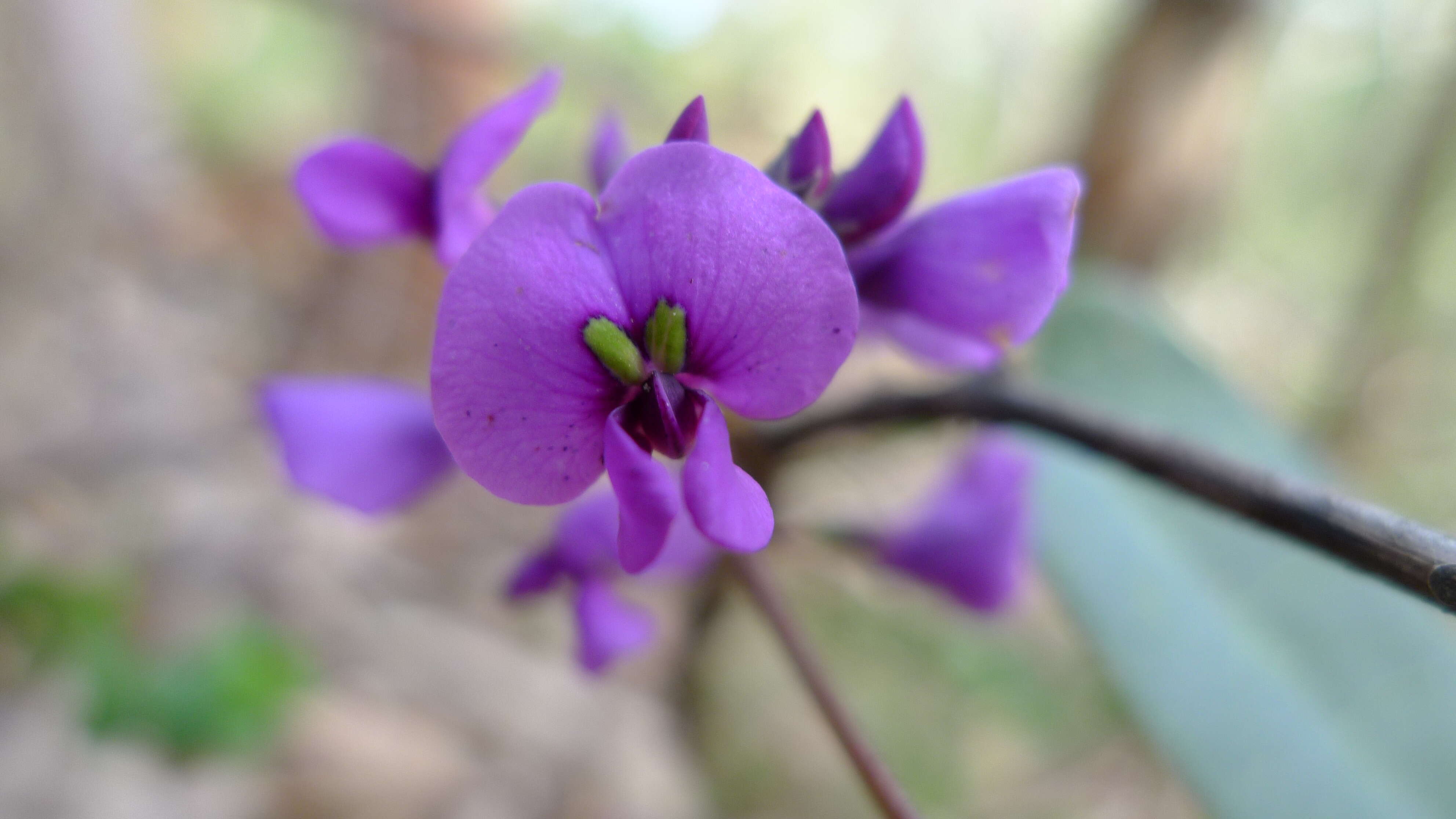 Image of coral-pea