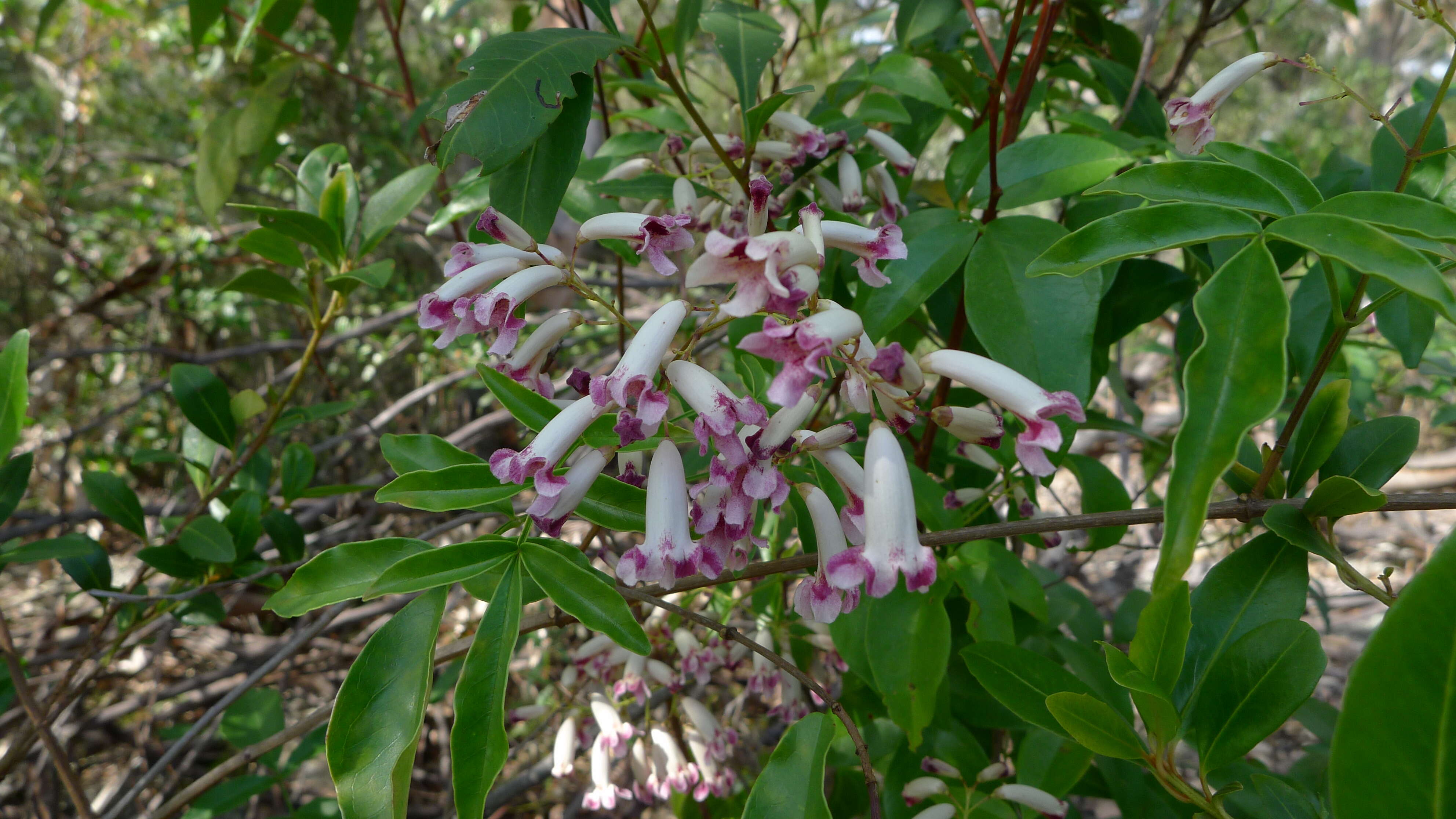 Imagem de Pandorea pandorana (Andr.) Steenis