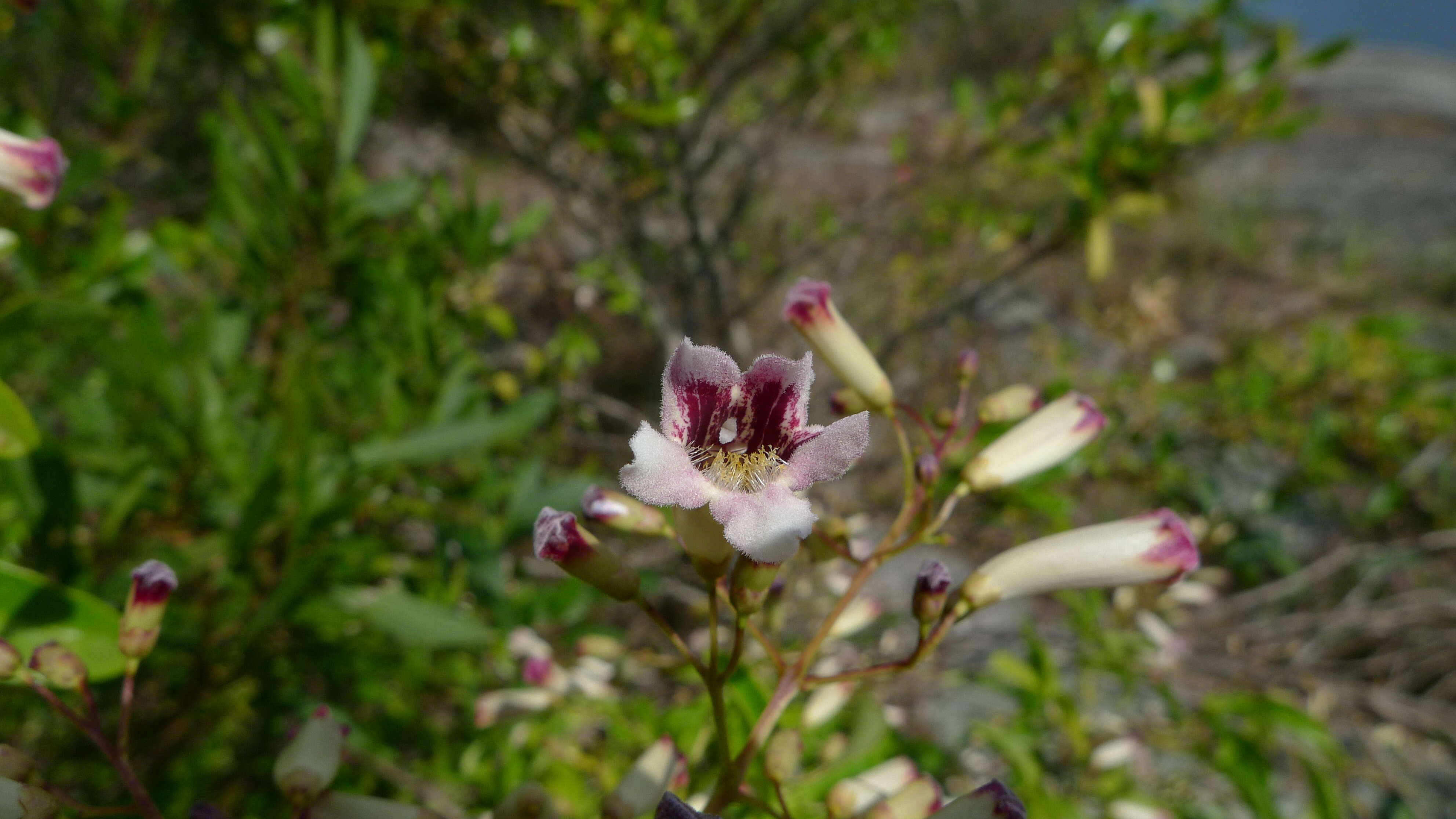 Imagem de Pandorea pandorana (Andr.) Steenis