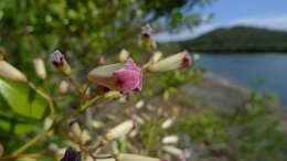 Image of Inland Wonga Vine